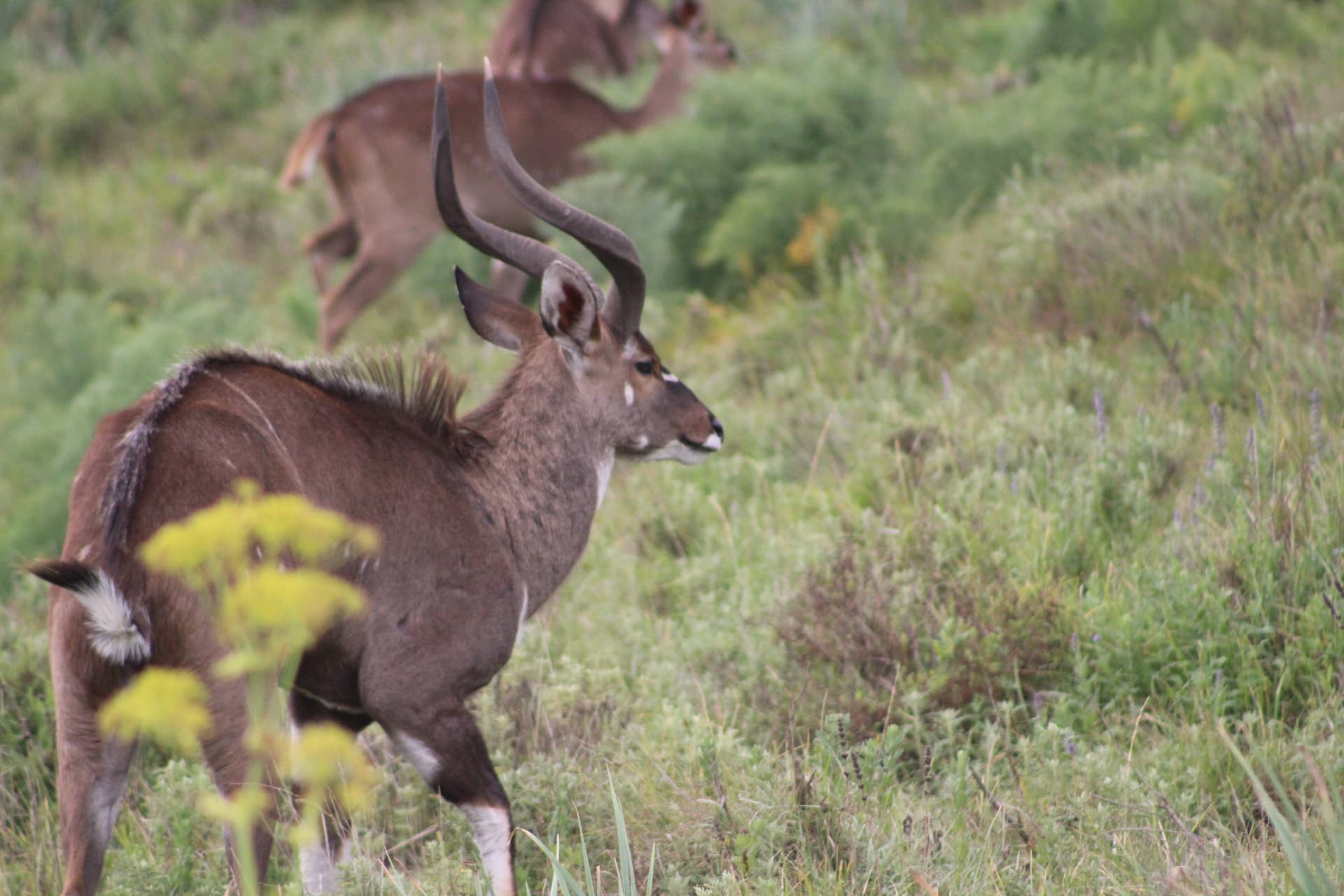 Mountain Nyala in Bale Highlands
