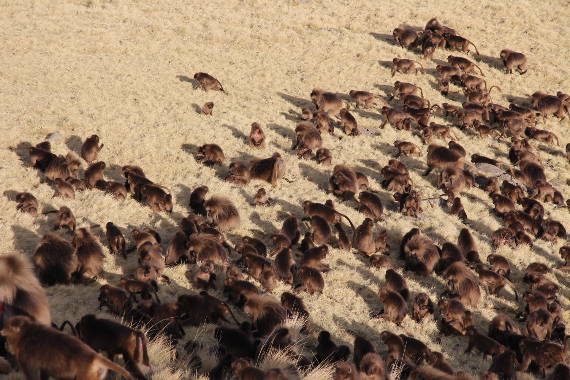 Gelada Baboon Troop