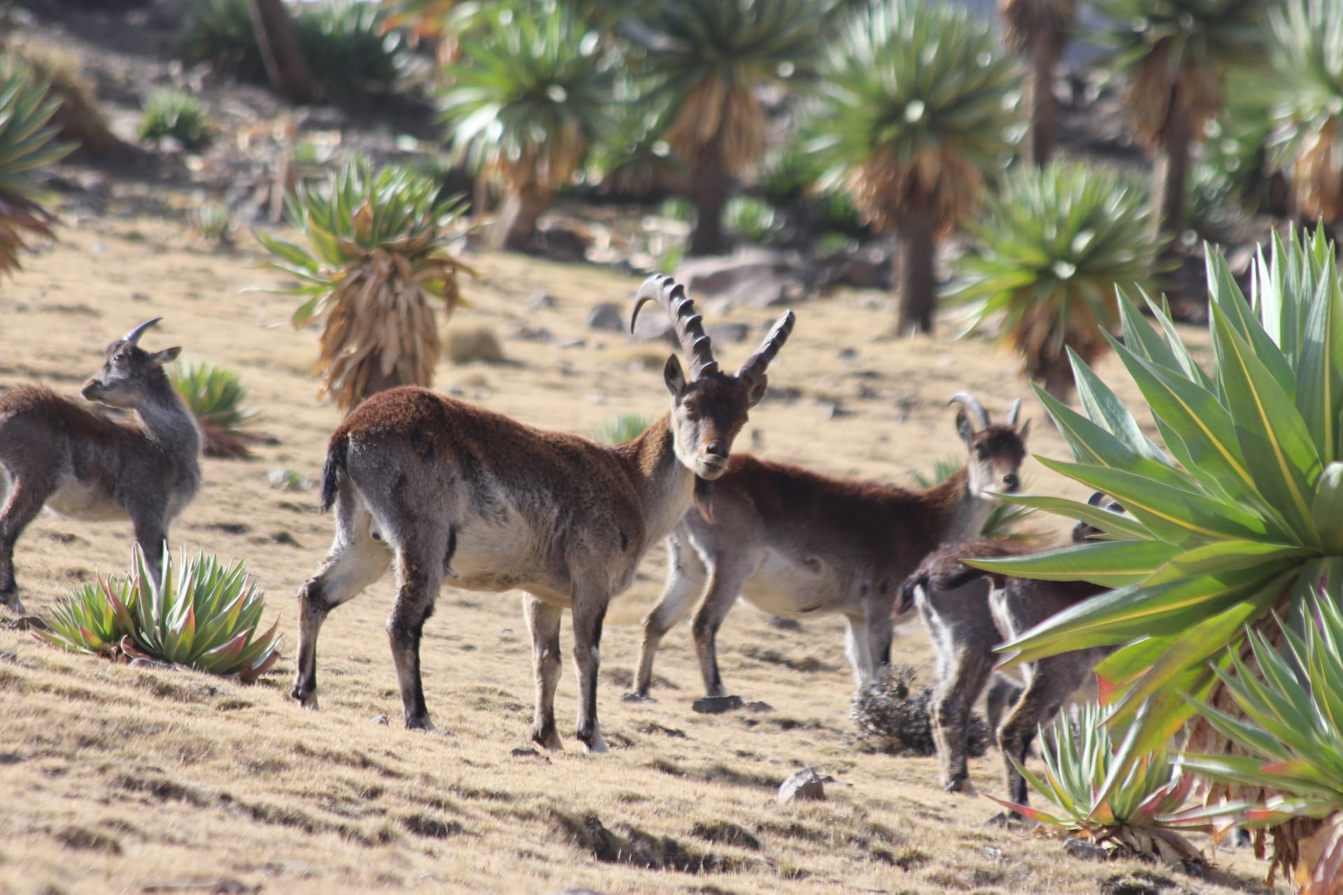 Walia Ibex on High Crags