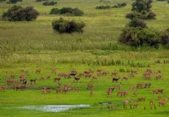 Gambela