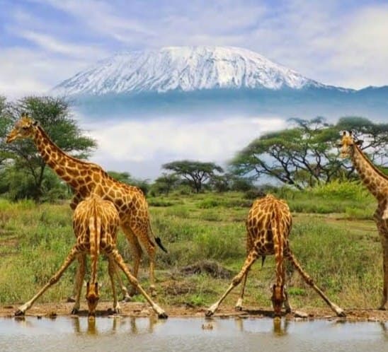 Giraffe  Kenya safari tour 