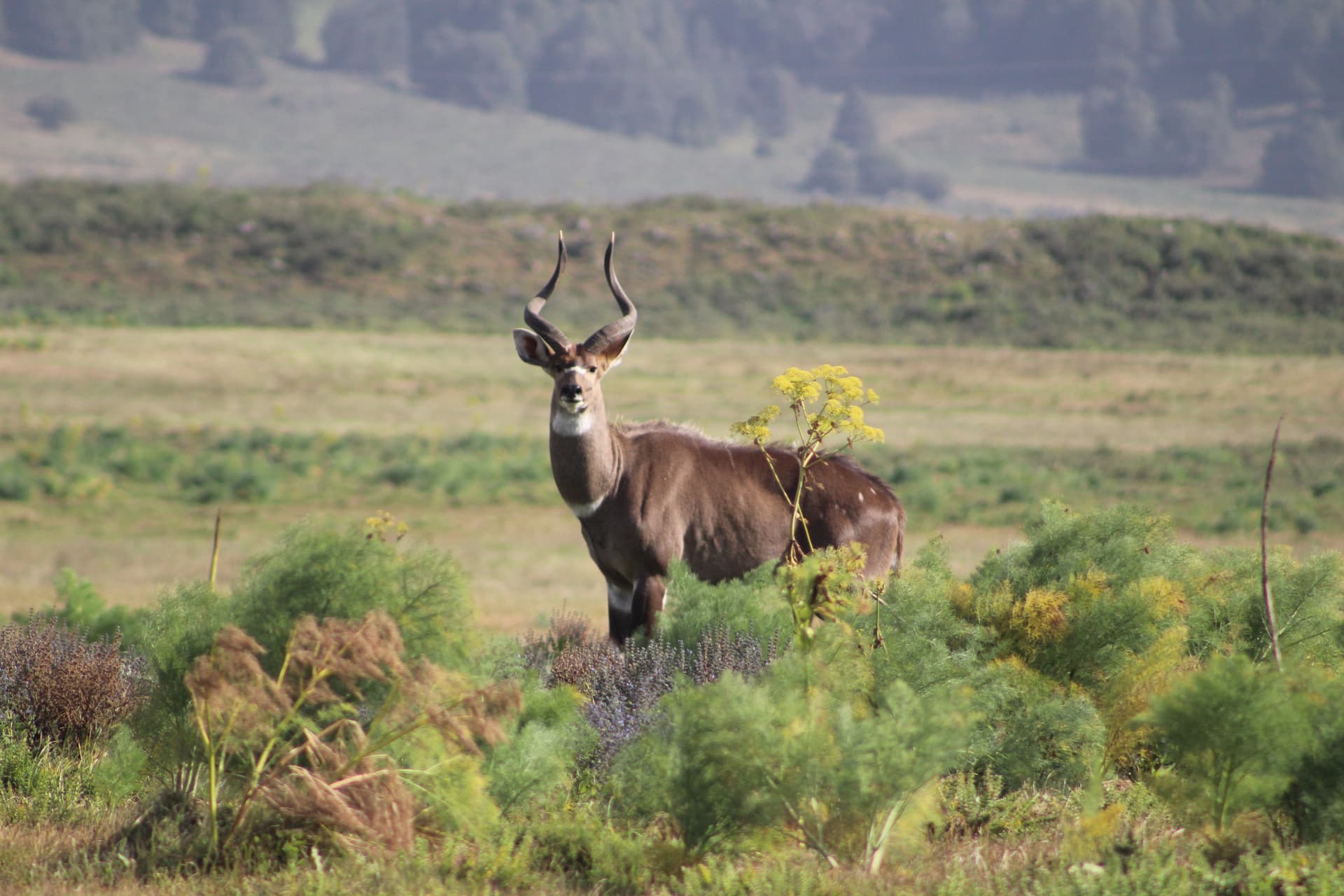 Bale Mountains National Park