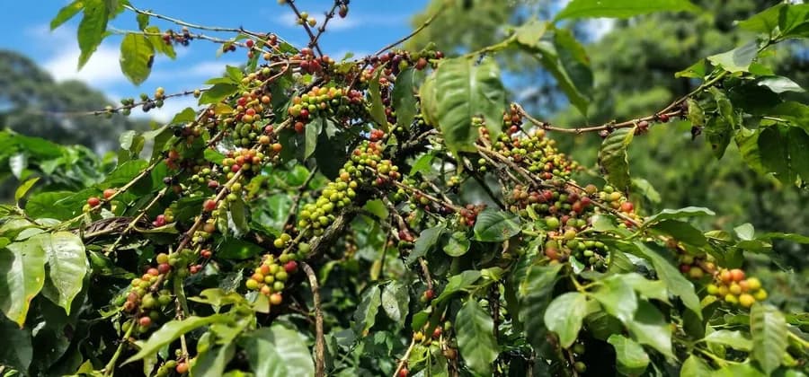 coffee trips  in the southern Ethiopia