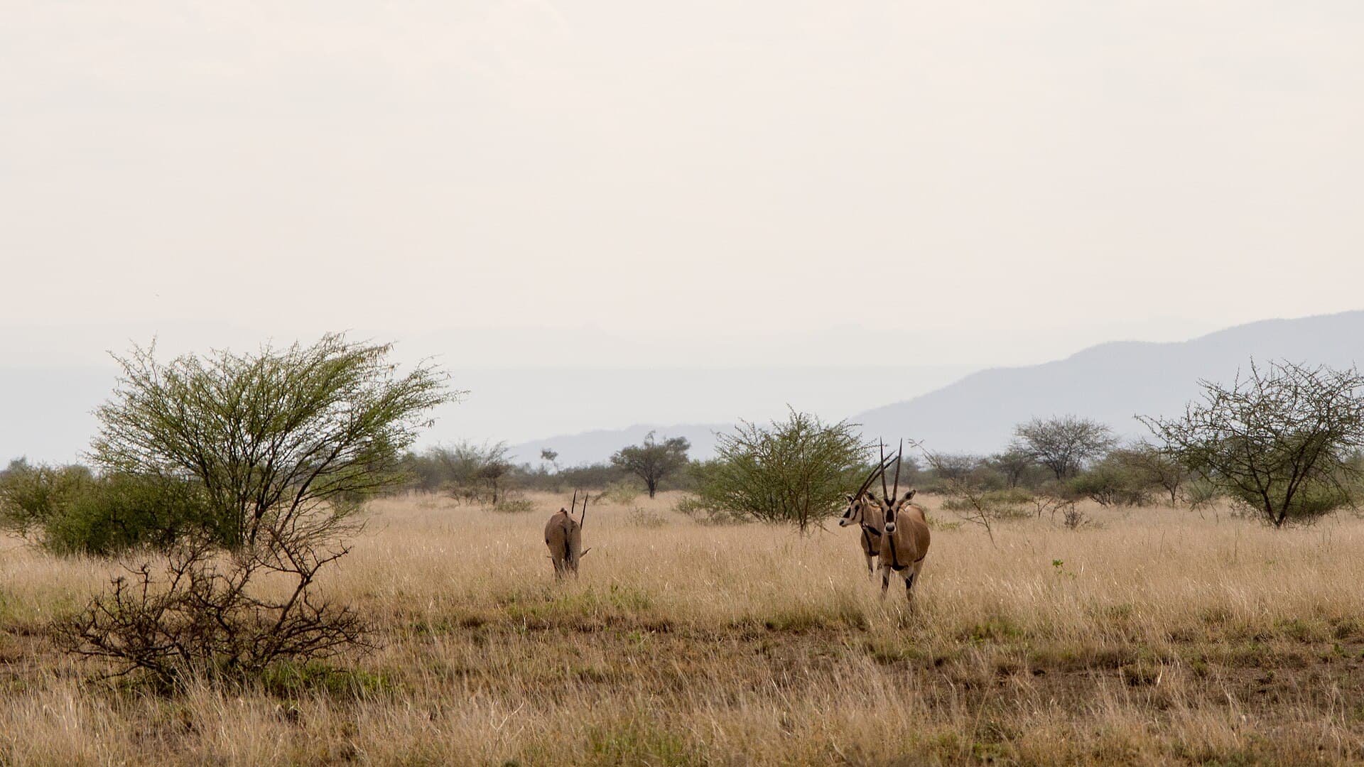 Awash National Park & Great Rift Valley
