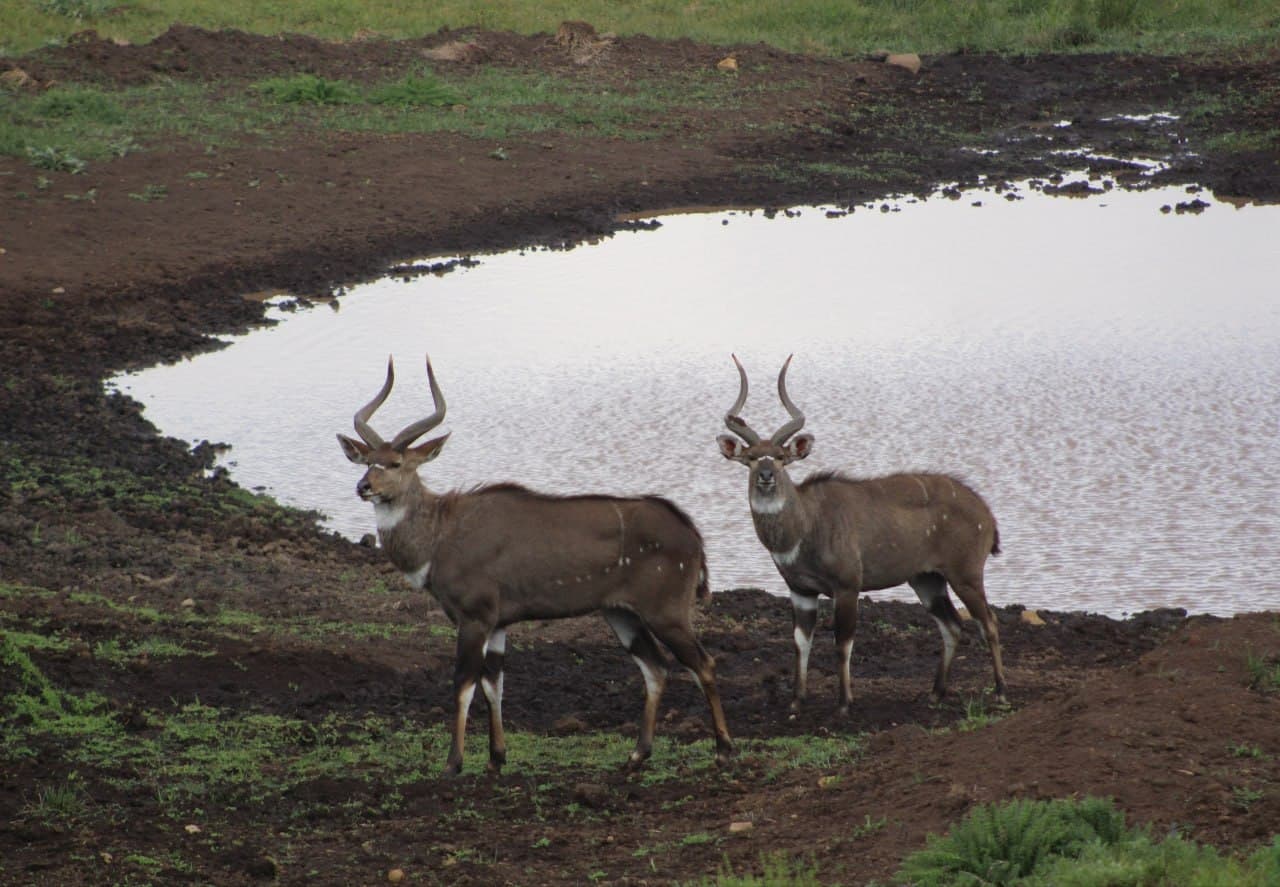 Bale Mountains National Park
