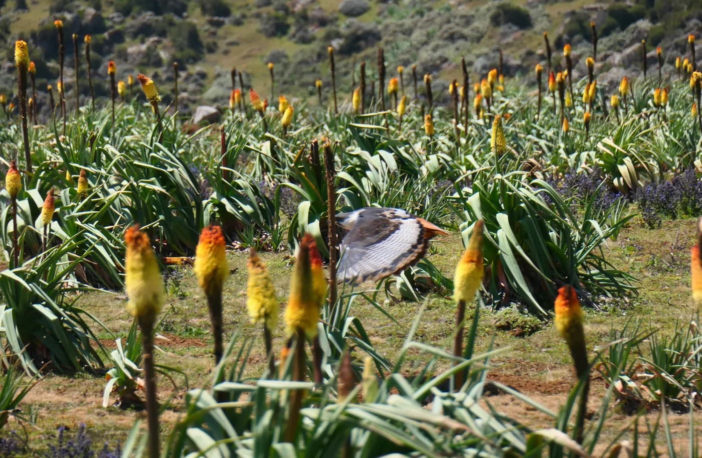 Augur buzzard in the Bale Mountain