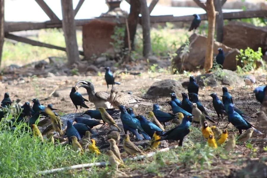 4-Day Awash National Park Safari Tour