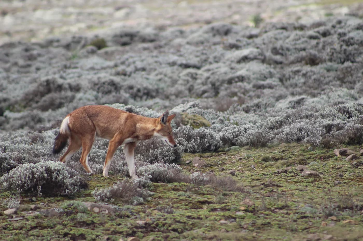 Ethiopian Wolfe