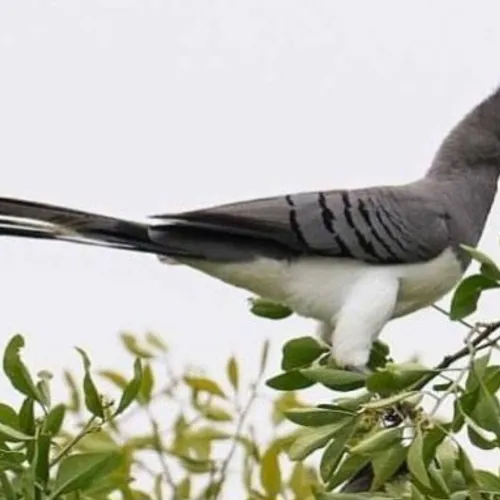 5-Days Bird Watching Trip to Gambela